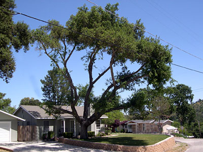 delray crown thinning image